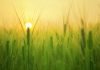 AgriTech - Agriculture