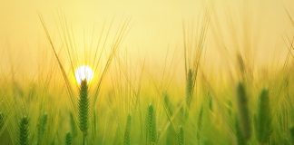 AgriTech - Agriculture