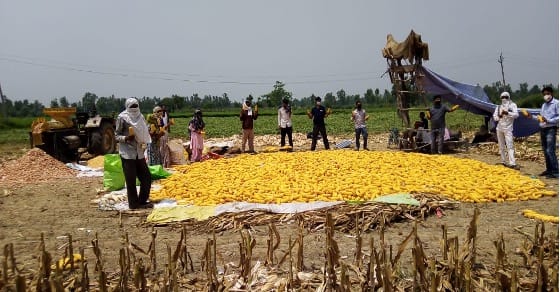 Gram Unnati team and local farmers with their fresh produce of Spring Maize in Udham Singh Nagar, Uttarakhand Gram Unnati team and local farmers with their fresh produce of Spring Maize in Udham Singh Nagar, Uttarakhand